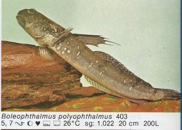 Boleophthalmus polyophthalmus